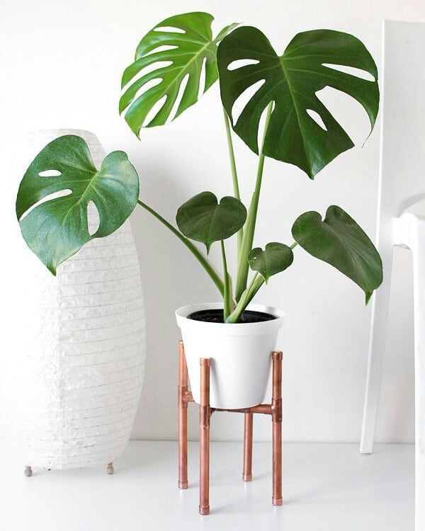 Costela-de-Adao_-80-fotos-que-provam-a-beleza-e-porque-apostar-na-planta - Social Nation Plants Accounts on Instagram