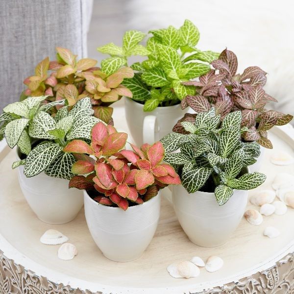 Fittonia-collection-snakeskin-starter-plants - Social Nation Enhance homes with these plants account on Instagram