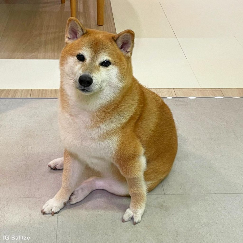 356223683_592070006368899_4076955706394045279_n - Social Nation cheems balltze ball ball instagram content creator iconic pose