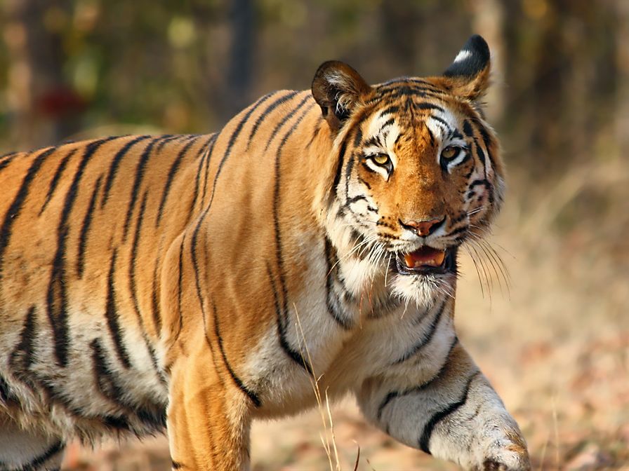 Corbett-National-Park_-Indias-First-Safe-Home-for-Tigers-and-Rest-of-the-Wildlife - Social Nation TOI releases The Tiger Anthem