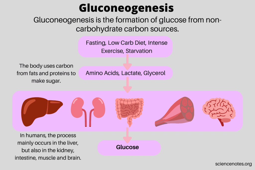 Gluconeogenesis - Social Nation gluconeogenesis navratri fasting science human body glucose