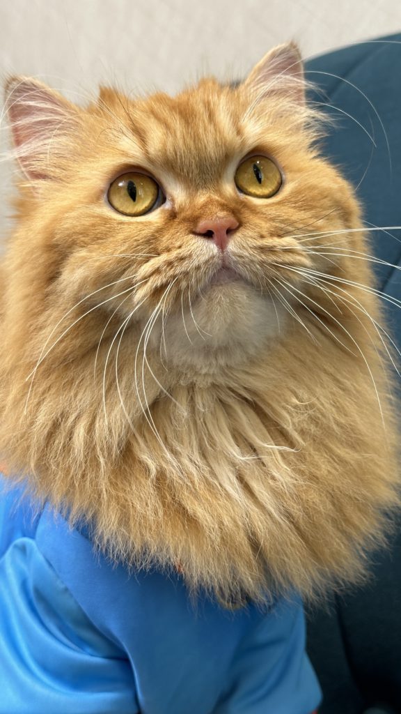 plowy the cat pet influencer celebrity cat