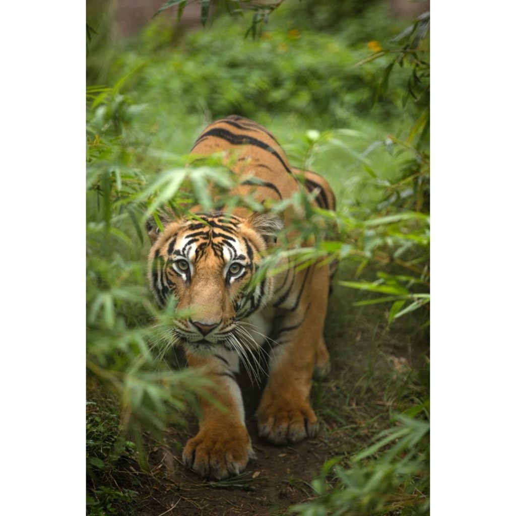 Snapinsta.app_430689684_726239072823403_3985898394309524129_n_1080 - Social Nation Anant Ambani Vantara animal welfare initiative care conservation rescue treatment rehabilitation programme zoo