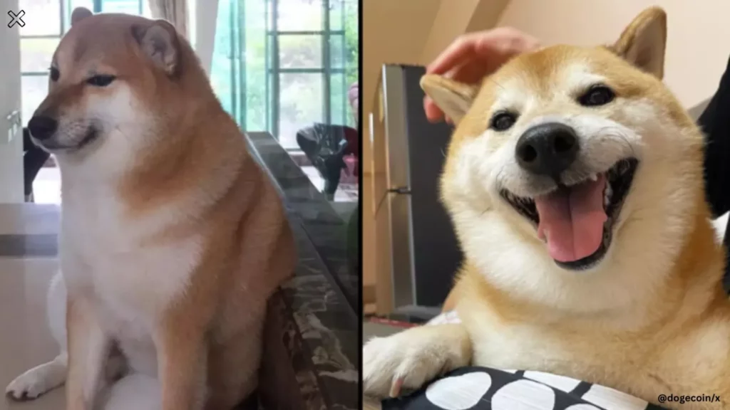 meme-dog-dead - Social Nation Doge meme japanese dog Kabosu shiba inu passes away viral Dogecoin crytptocurrency