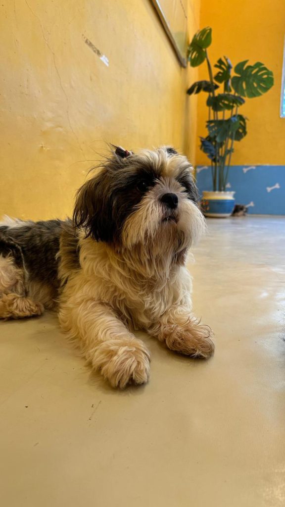 WhatsApp Image 2024-08-23 at 5.15.32 PM (3) - Social Nation National Dog Day furry friends stray dogs four-legged companion