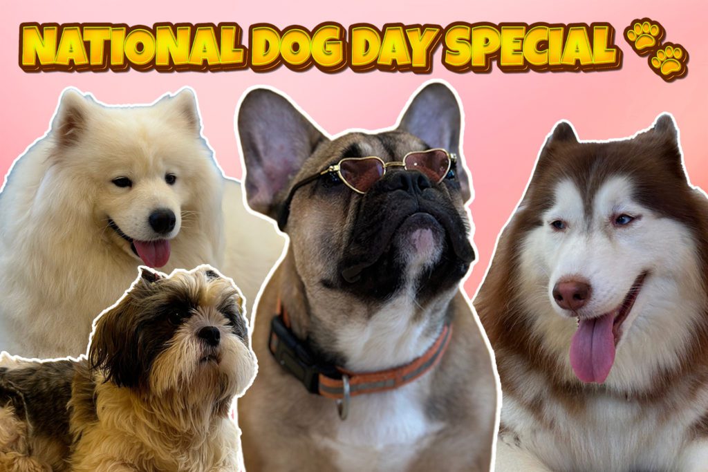dogs bumble fi.psd - Social Nation National Dog Day furry friends stray dogs adoption care foster breeds pets